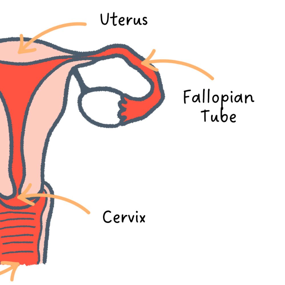 Female Reproductive System