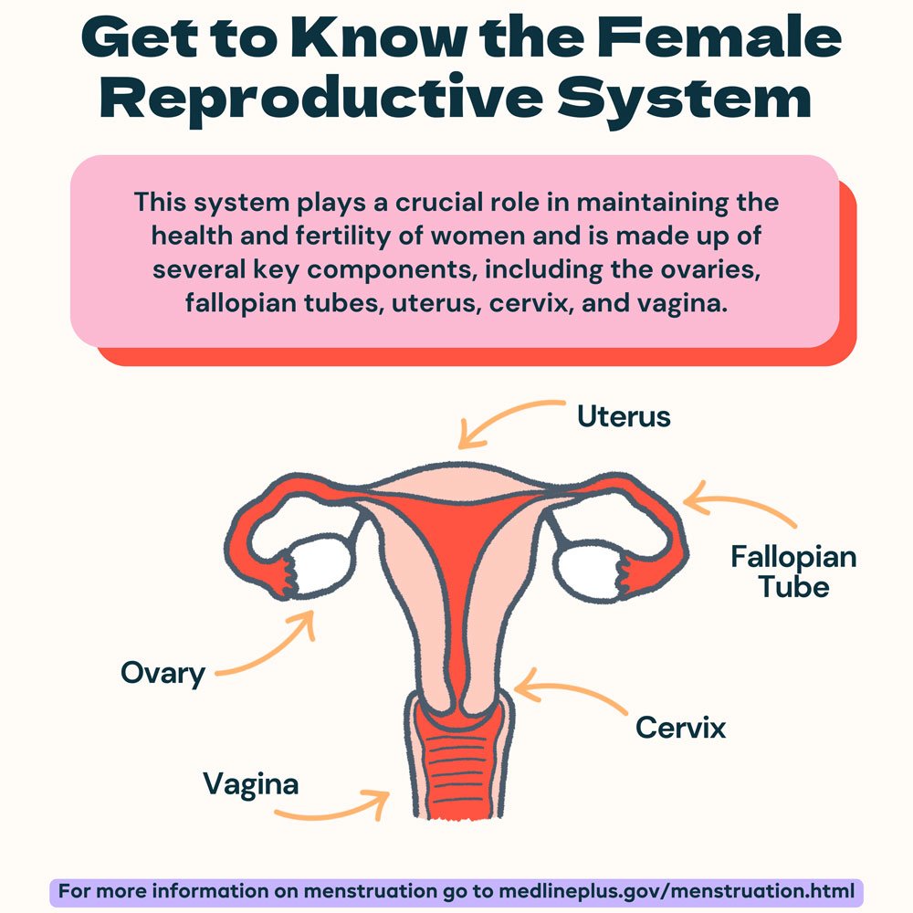 Get to Know the Female Reproductive System