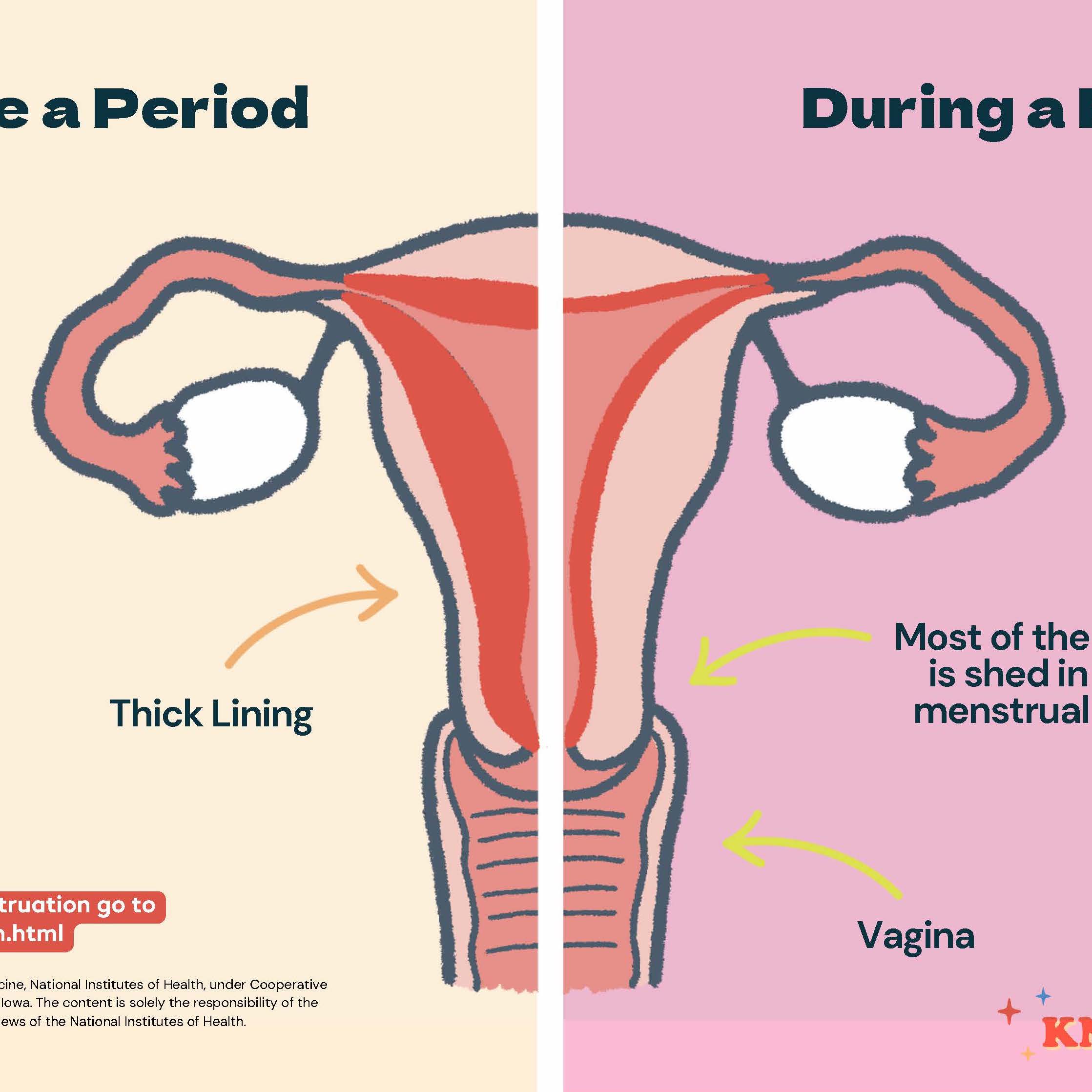 What Causes A Period?