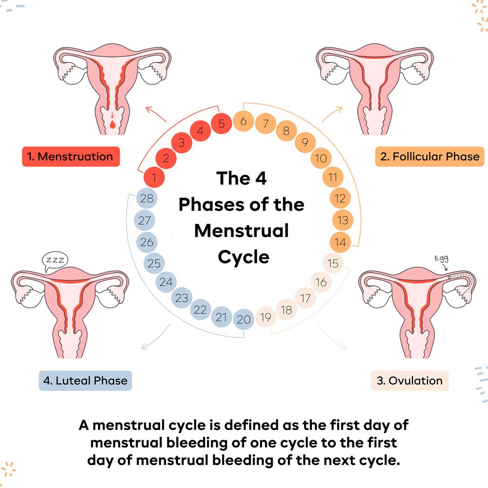 Menstrual Cycle